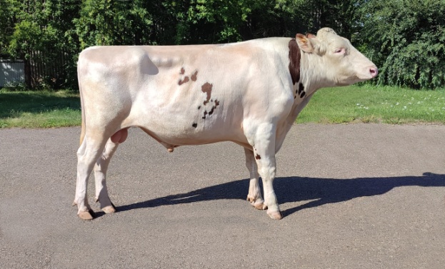 КРОКУС 242102 ET